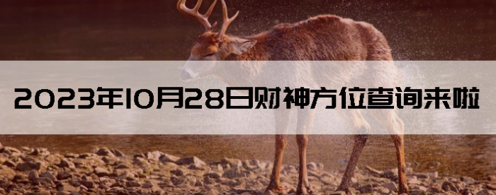 20231028ղλѯ