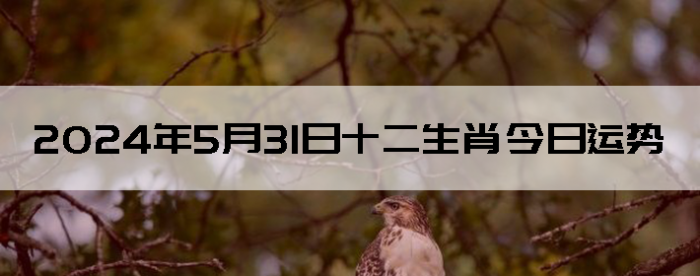 2024531֣ʿ12Ф