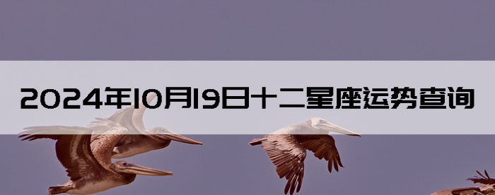 20241019ʮƲѯ