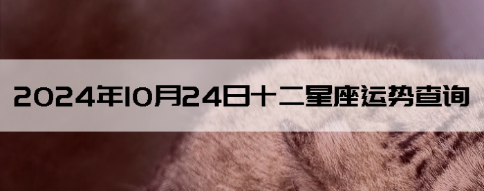 20241024ʮƲѯ