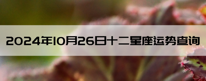 20241026ʮƲѯ
