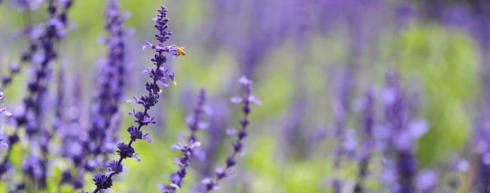 免费抽签解签,泽水困卦占吉凶