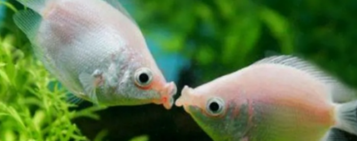 周公解梦梦见鱼会是什么预兆呢