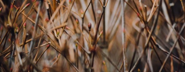 周易知识分享离为火卦爻辞解文