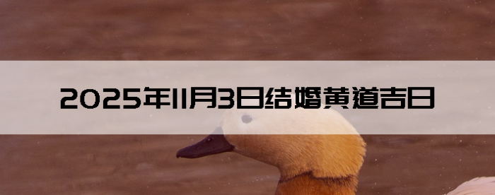 2025113ô