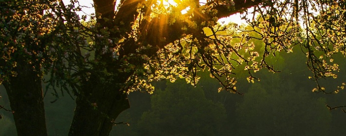 算卦免费测算,火天大有上九爻