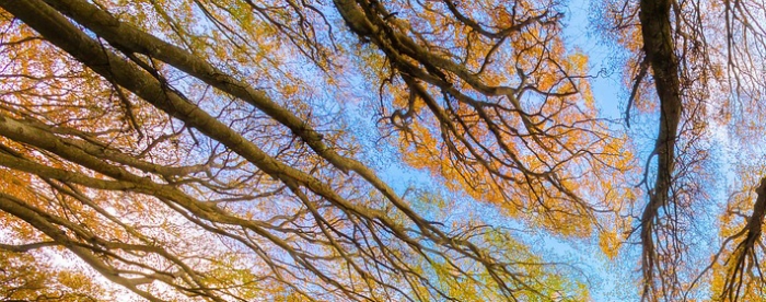 易经天雷无妄卦解析,解卦吉凶