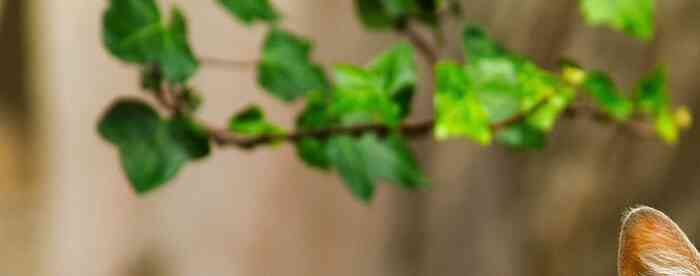 看八字免费算命,分析你的婚姻状况