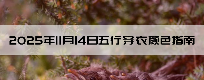 2025��11��14�����д�����ɫָ��