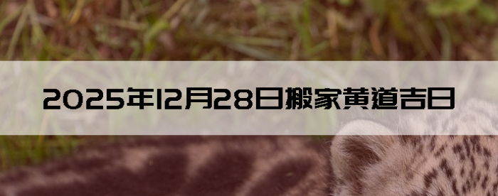 2025��12��28�������ʺϰ����