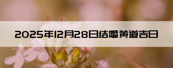 2025��12��28�ս�����������