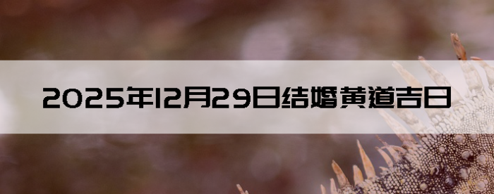 2025��12��29�ս������Ӳ�ѯ