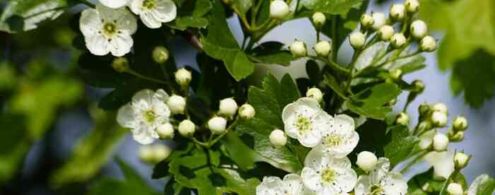 ���������������������˥��ϸ����