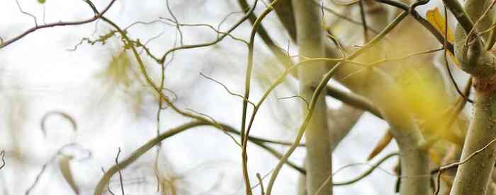 ������Ѳ������ʺ���ʲô��ְ