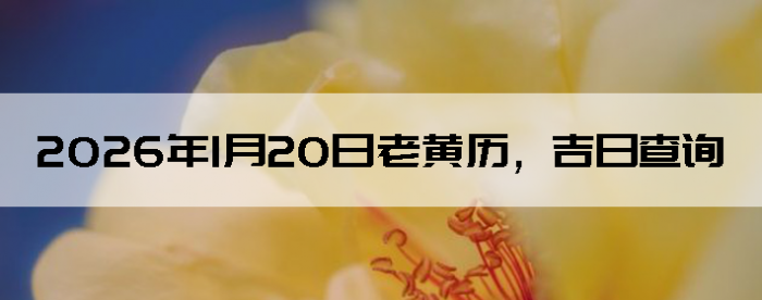 2026��1��20���ϻ��������ղ�ѯ