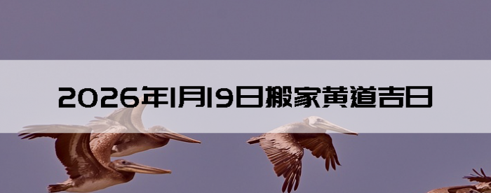 2026��1��19�������ʺϰ����