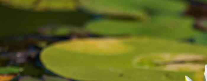 <b>�������˲�͸���������˻����</b>