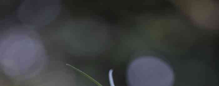 ���������μ�����Ԥʾʲô