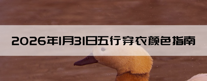 2026��1��31�����д�����ɫָ��