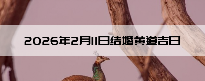 2026��2��11����������ô��