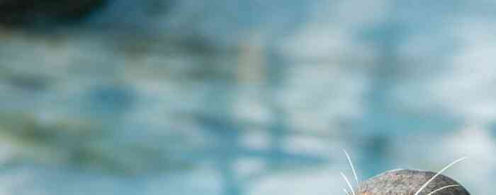 <b>��سռ������Ӧ����ζϻ�����</b>