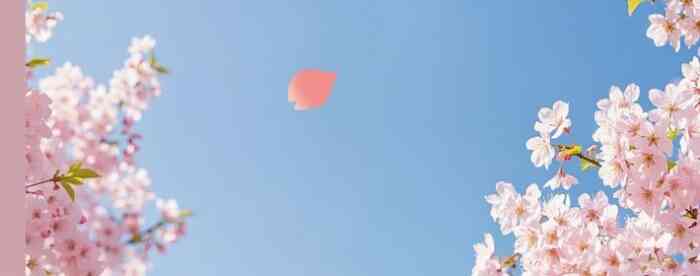 ��Ѱ�����������ô�����ֲ�θߵ�