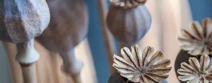 ��س�����һ���̫��Ԣ����ʲô