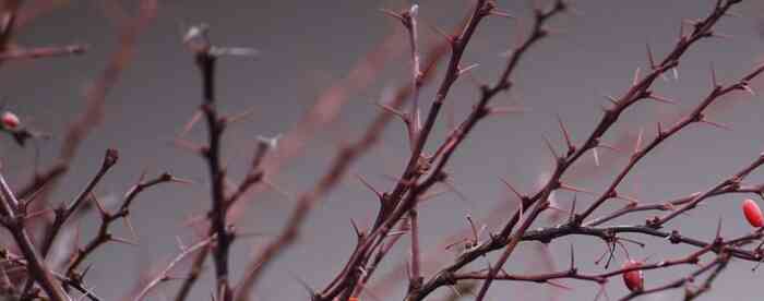 �����˹����������������������