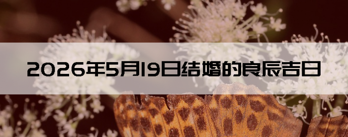2026��5��19�ս�鼪�ղ�ѯ