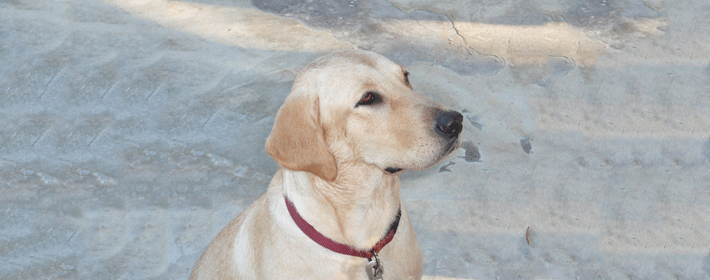 11月11日是什么星座?