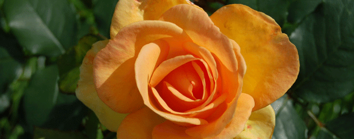 <b>ۺǿФȴӲǿ</b>