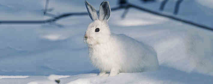 2023年2月十二生肖整体运势详解