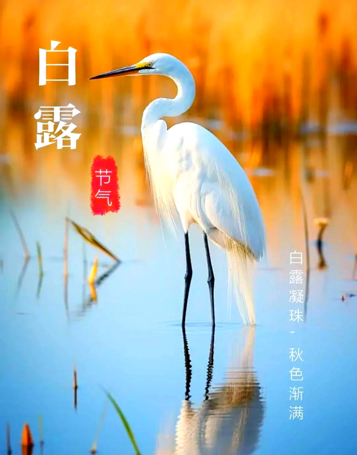 白露时节,节气命理解读