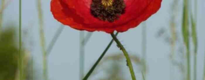 免费占卜算命2025年运势来了