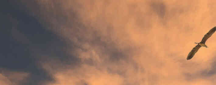 �����㻨����������ʲô��