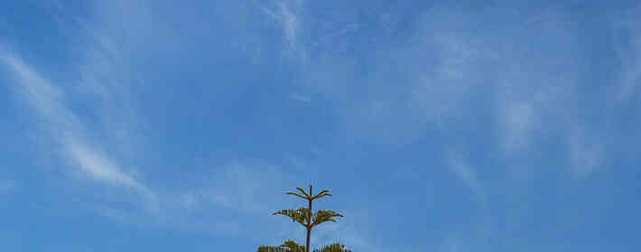 �����ڰ���ֲ��