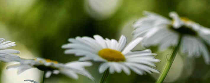 ֲ�ﻨ������������ֲ�� ���տ�