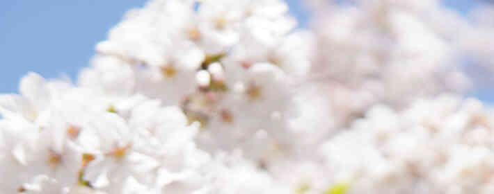 ÷�����������壿÷����ʲôƷ��