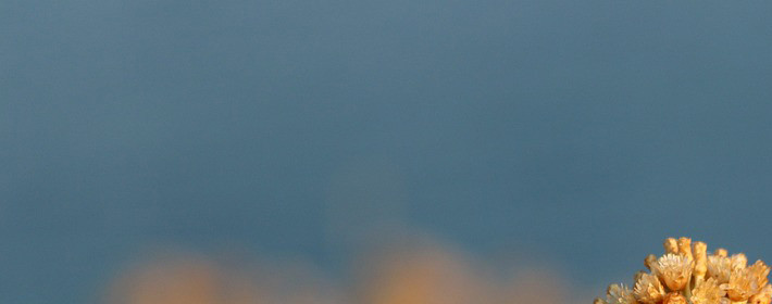 ˽Ʋѯ0915գ