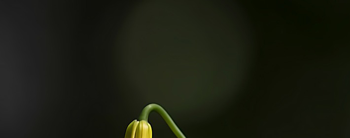 ʲôѧļ