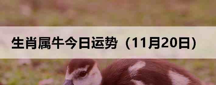 ��Ф��ţ�������ƣ�11��20�գ�