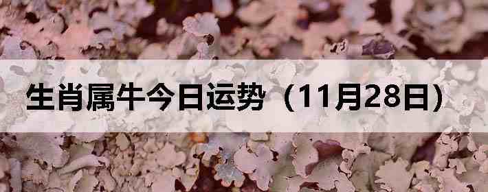 ��Ф��ţ�������ƣ�11��28�գ�