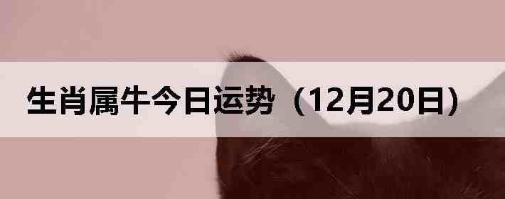 ��Ф��ţ�������ƣ�12��20�գ�