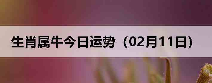 ��Ф��ţ�������ƣ�02��11�գ�