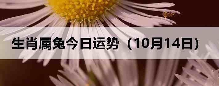 生肖属兔今日运势(10月14日)